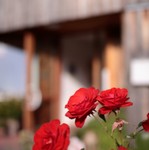 IMG_6178.jpg